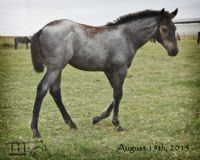 WYO One Sock's 2015 Roan Filly